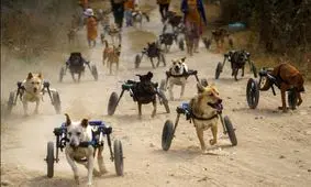 تردد سگ‌های معلول با صندلی چرخدار