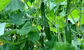 قطع برق خیار را ۲۰ هزار تومان کرد!/ وعده کاهش قیمت از هفته آینده