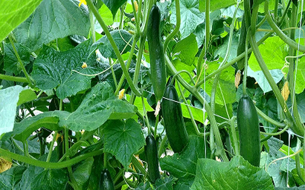 قطع برق خیار را ۲۰ هزار تومان کرد!/ وعده کاهش قیمت از هفته آینده