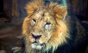 «هیرمان» روبه بهبود است/ احتمال انتقال همه شامپانزه‌های باغ وحش ارم به کنیا