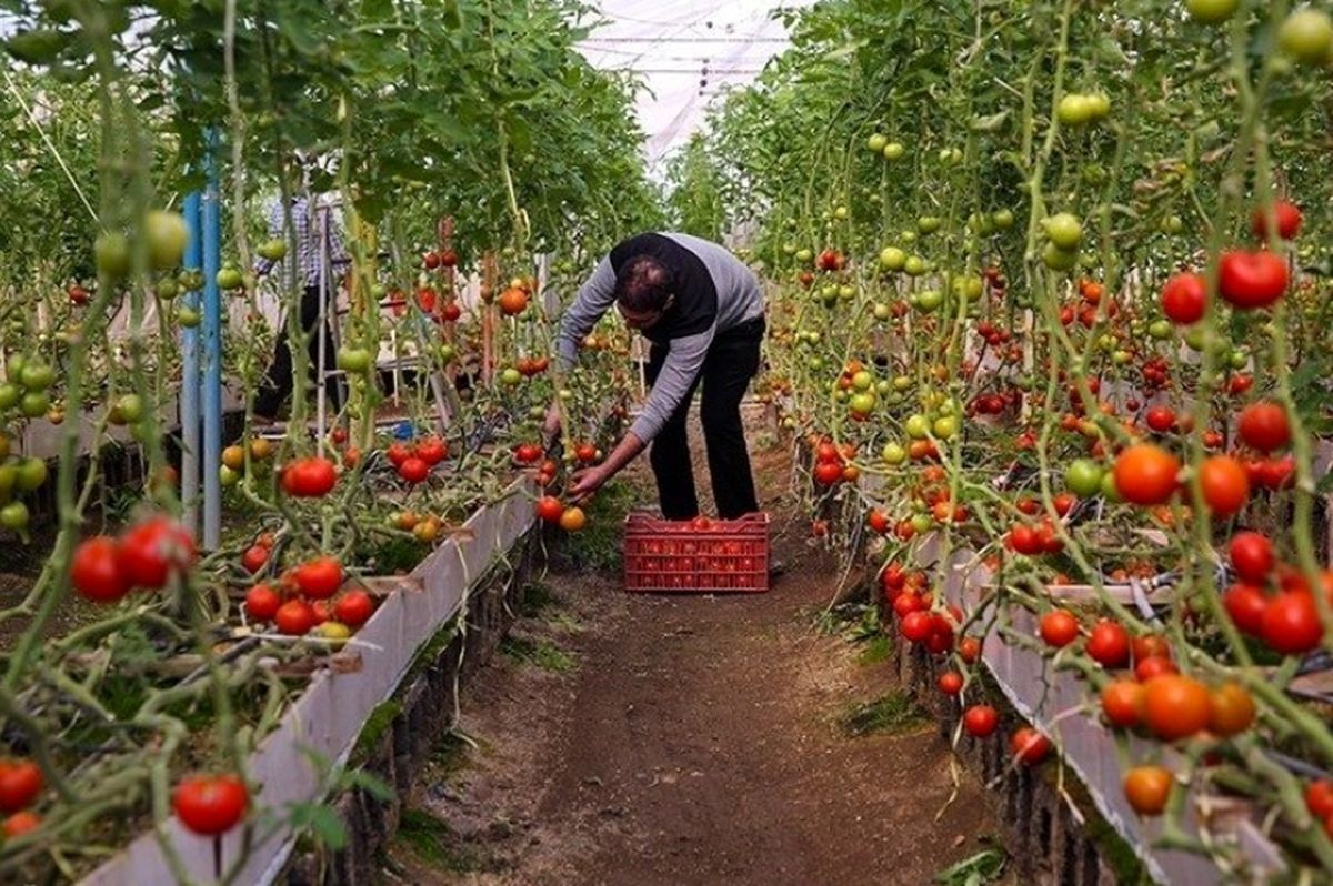 افزایش ۲۰۰ هزارتنی ظرفیت تولید گلخانهای استان یزد در هفت سال اخیر