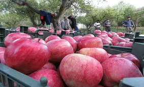 سیب درختی آذربایجان‌غربی درگیر پیچ و خم صادراتی