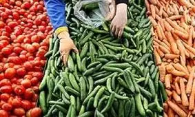 علت گرانی خیار چیست؟/ یک مقام مسئول: دو هفته صبر کنید، ارزان می شود