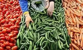 علت گرانی خیار چیست؟/ یک مقام مسئول: دو هفته صبر کنید، ارزان می شود