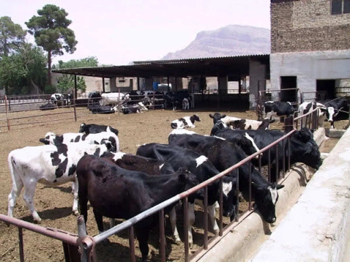 بیش‌از ۲٠ هزار تن نهاده دام و طیور در سیستان و بلوچستان توزیع شد
