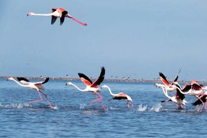 احتمال سرایت مرگ و میر پرندگان مهاجر به آبزیان خلیج گرگان