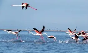 احتمال سرایت مرگ و میر پرندگان مهاجر به آبزیان خلیج گرگان