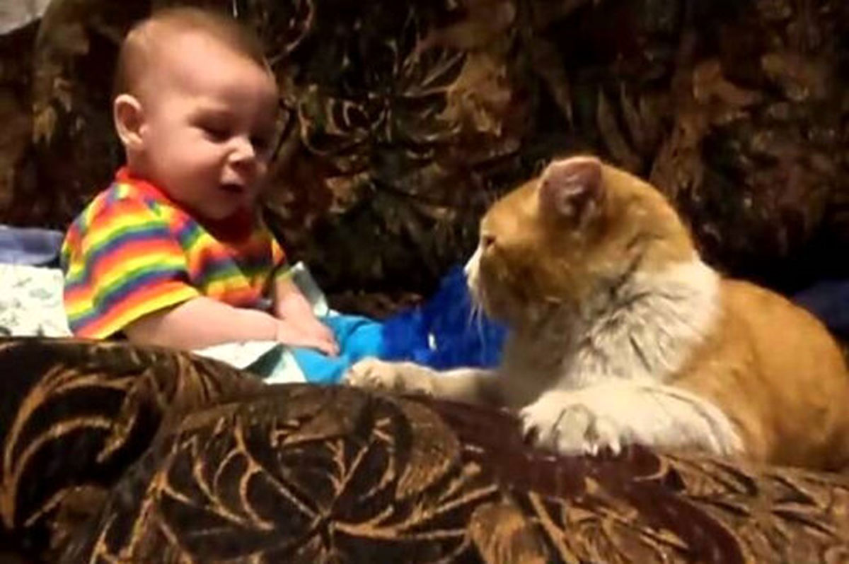 مذاکره جالب یک کودک با گربه‌ای که مأمور خواباندنش است/ ویدئو