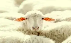 عکس‌هایی که حتماً باید ببینید