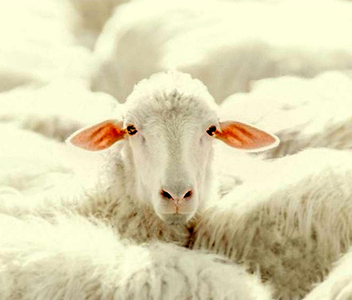 عکس‌هایی که حتماً باید ببینید
