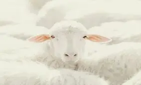 عکس‌هایی که حتماً باید ببینید