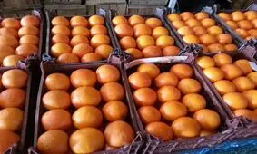 اتمام برداشت مرکبات در گیلان