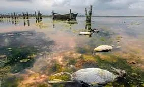 مرگ تدریجی تالاب بین‌المللی میانکاله