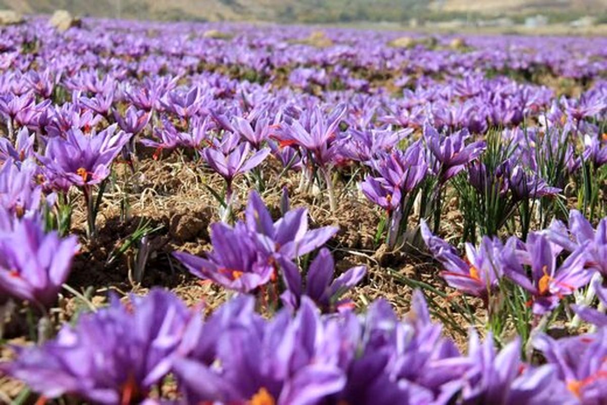 یک هزار و ۱۸۰ کیلوگرم زعفران در استان مرکزی تولید شد