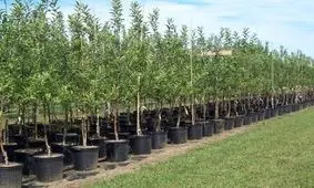 توزیع رایگان ۵۰۰ هزار اصله نهال در گیلان