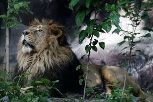 بیماری تنها شیر ایرانی مشخص شد/ باغ وحش ارم کشتارگاه گونه‌های نادر