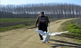 دوستی ۳۷ ساله یک مرد با قو!/ تصاویر