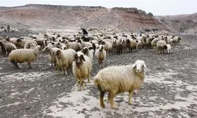 سالانه ۲۰۰ هزار راس دام عشایر خراسان شمالی از استان خارج می‌شود