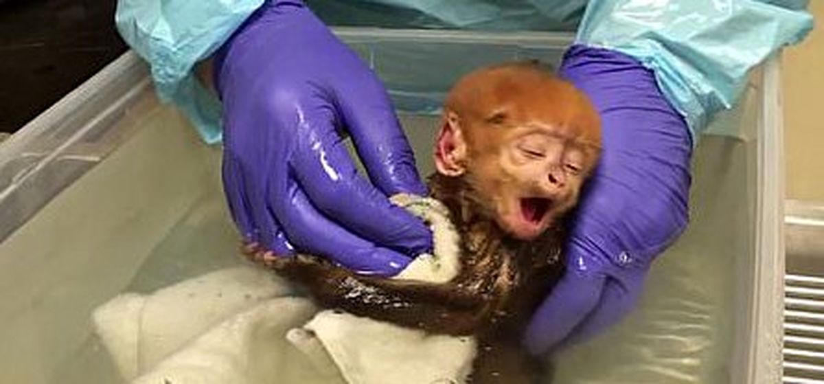 اولین حمام زندگی بچه میمون⁣/ ویدئو
