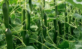 سلطان خیار دستگیر شد!