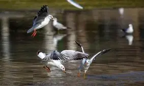 سد گلابر ایجرود پذیرای خیل عظیم پرندگان بومی و مهاجر است