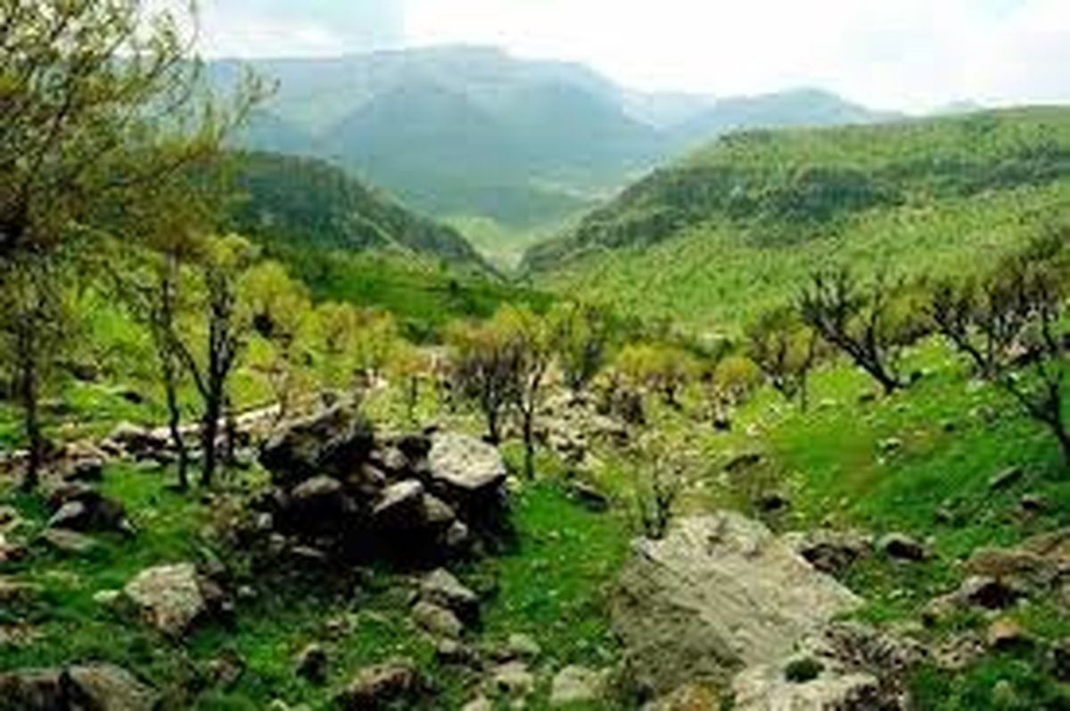 تلاشی به بزرگی احیای جنگلهای چهارمحال و بختیاری