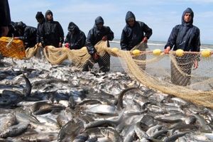 ۹۱۲ تن ماهی در تور صیادان گیلانی/ کفال، بیشترین ماهی صید شده