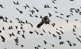 امسال هیچ بیماری حاد پرندگان در استان سمنان مشاهده نشد