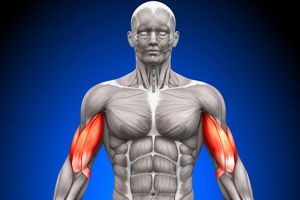 رشد سریع عضلات با کمک یک پروتئین