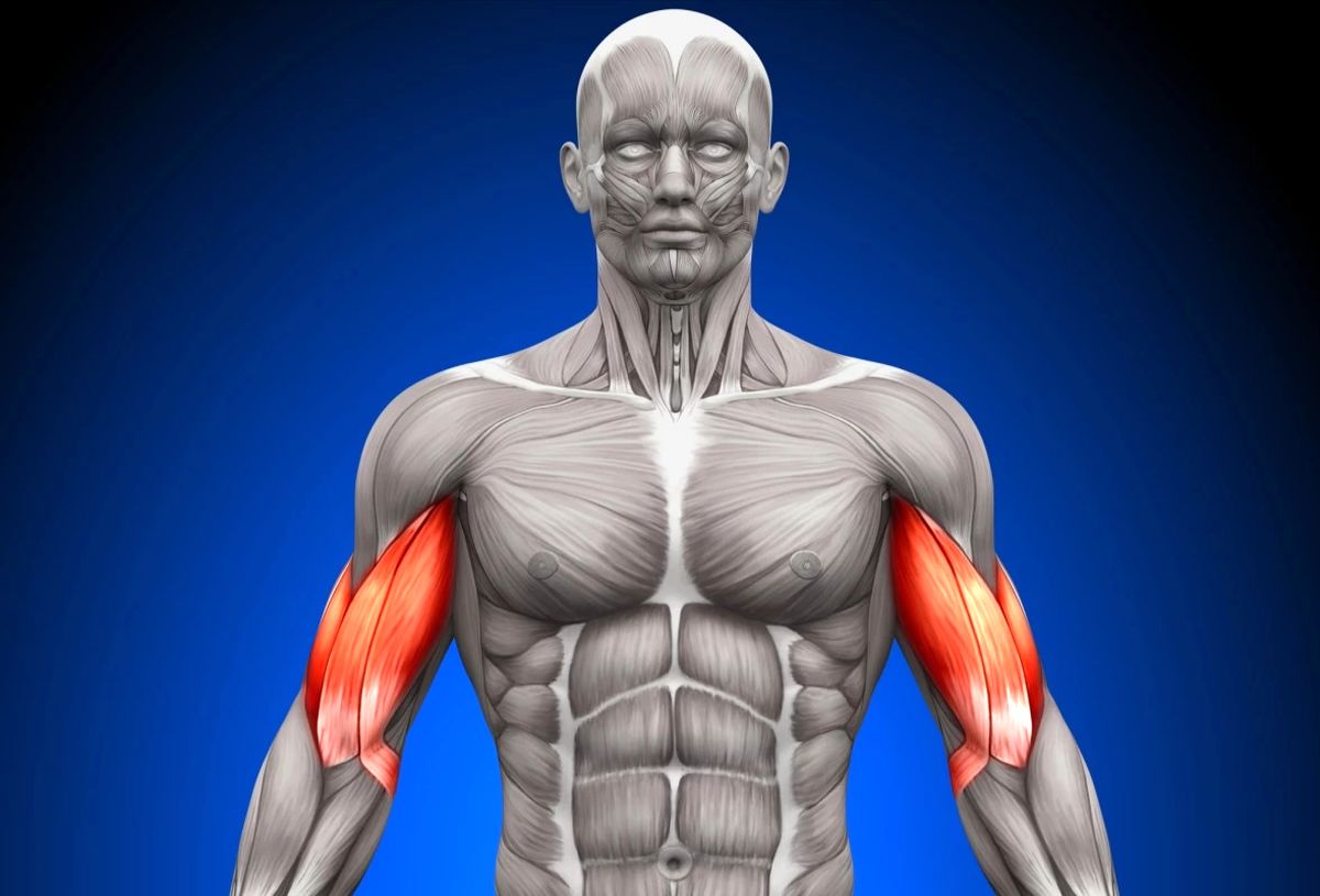 رشد سریع عضلات با کمک یک پروتئین