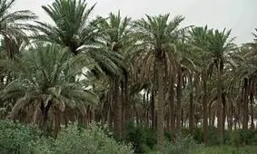 بلای سرطان خرما به جان نخلستان‌های خوزستان