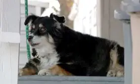 سگی که ۵ میلیون دلار از صاحبش به ارث برد