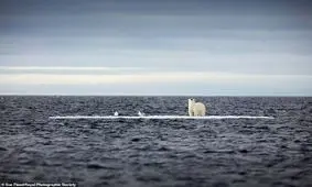 برندگان رقابت عکاسی علوم سال ۲۰۲۰ اعلام شدند/ تصاویر