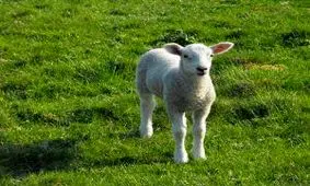 تولد بره عجیبی که قلبش، بیرون از بدنش است/ ویدئو