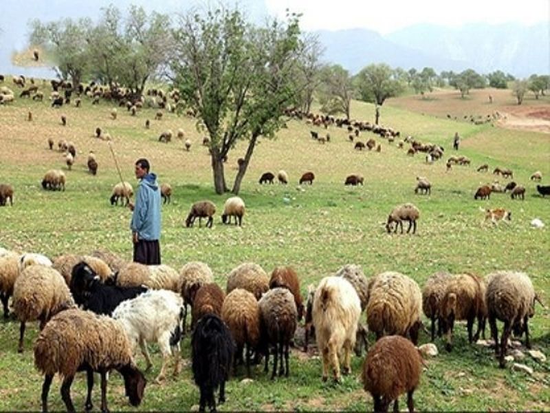 طرح پرواربندی، ضامن تامین گوشت قرمز