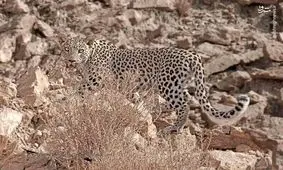 برنامه پایش پلنگ ایرانی در استان بوشهر آغاز شد