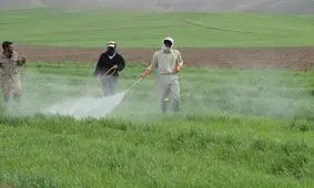 ۴۰هزار هکتار مرتع در کهگیلویه و بویراحمد برای شناسایی آفت ملخ پایش شد