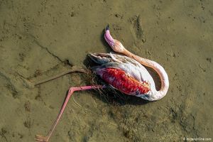 مرگ بیش از ۶ هزار پرنده مهاجر در تالاب میانکاله و خلیج گرگان
