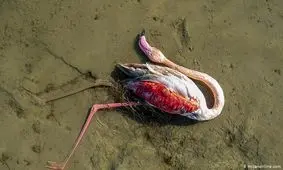 مرگ بیش از ۶ هزار پرنده مهاجر در تالاب میانکاله و خلیج گرگان