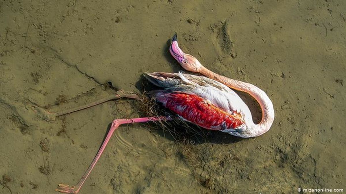 مرگ بیش از ۶ هزار پرنده مهاجر در تالاب میانکاله و خلیج گرگان