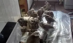 دستگیری اعضای یک باند زنده گیری پرندگان در کازرون