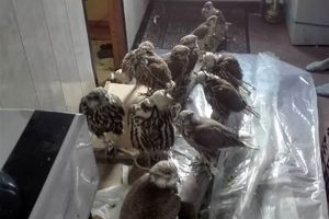 دستگیری اعضای یک باند زنده گیری پرندگان در کازرون