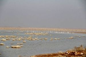 زیستگاه‌های آبی استان قزوین پایش شد