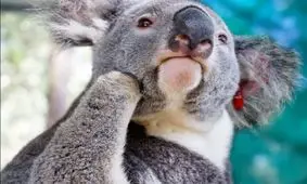 اولین پای مصنوعی جهان برای یک کوالا را ببینید