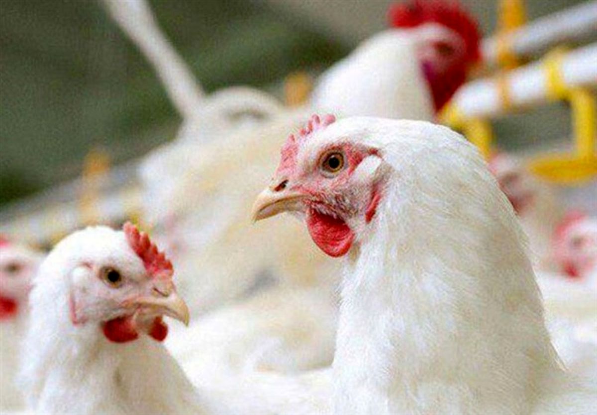 با جوجه‌ریزی انجام شده کمبود مرغ شب عید استان کرمان جبران می‌شود