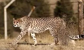 داستان غم انگیز یوز پلنگ‌هایی که امکان جفت گیری ندارند