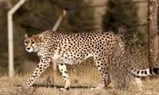 داستان غم انگیز یوز پلنگ‌هایی که امکان جفت گیری ندارند