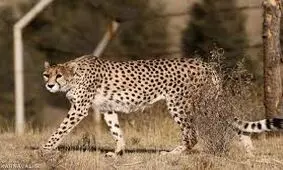 داستان غم انگیز یوز پلنگ‌هایی که امکان جفت گیری ندارند
