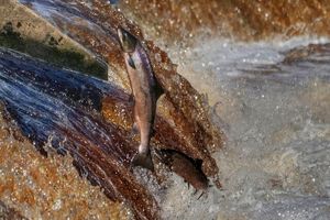 خطر انقراض در کمین گونه‌های ماهیان آب شیرین در جهان