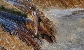 خطر انقراض در کمین گونه‌های ماهیان آب شیرین در جهان